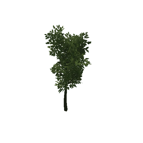 HVR Tree V01 T03 C01